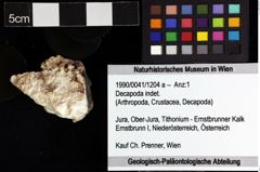 Foto (Objket + Etiketten) von Decapoda indet. 